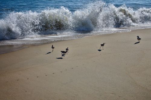 beach wave birds