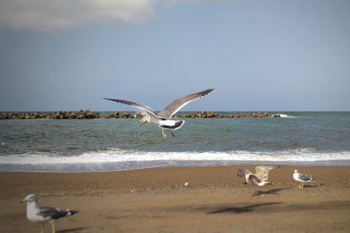 beach sea sea gull