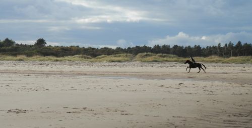 beach sand horse