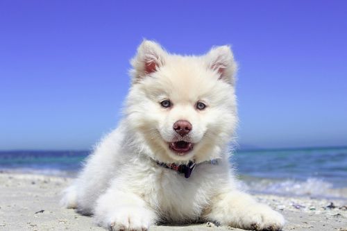 beach puppy dog