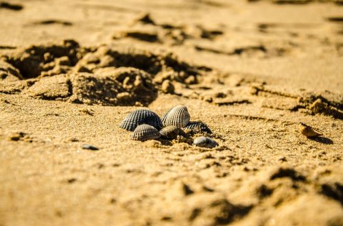 beach nature seashell