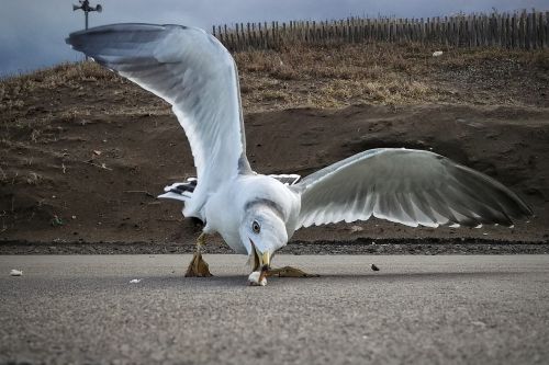 beach promenade seagull