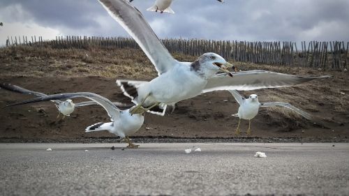 beach promenade seagull