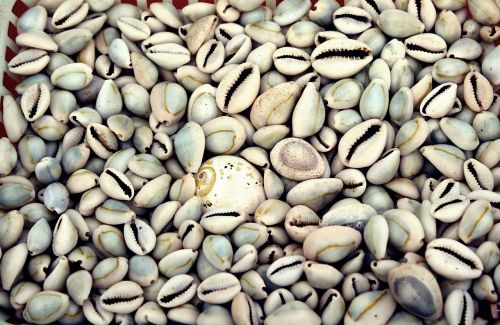 beach india shells