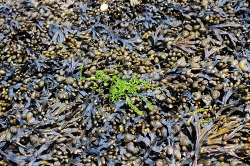 beach nature sea