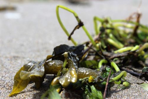 beach sand seaweed
