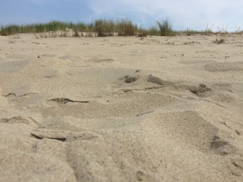 beach sand dune