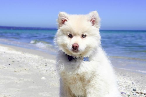 beach dog puppy