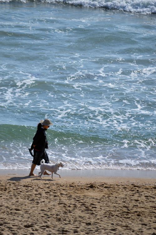 beach dog walking