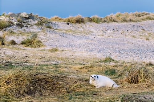 beach grass nature