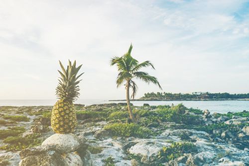 beach coast fruit