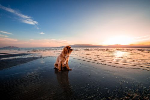 beach dawn dog