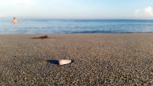 beach conch honduras