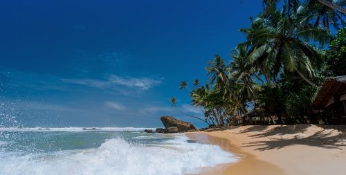 beach coconut trees idyllic