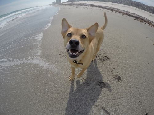 beach dog ocean