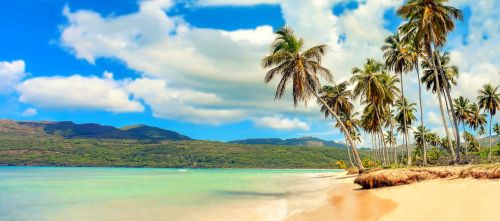 beach paradise palm trees