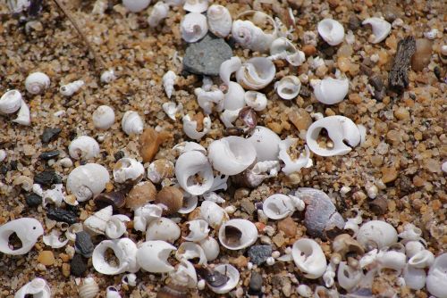 beach shells sand