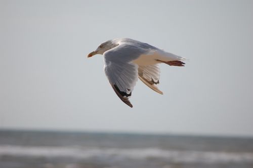 beach animals bird