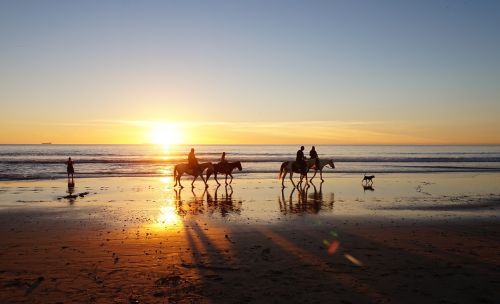 beach horses on beach sunset