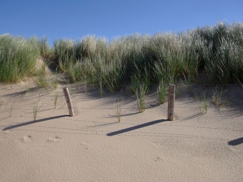 beach dunes summer