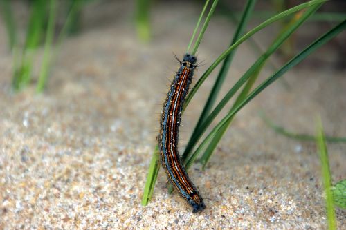 beach caterpillar grass