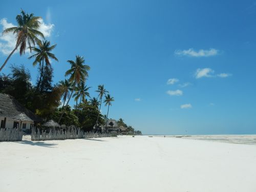 beach palm trees sea