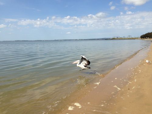 beach australia pelicans