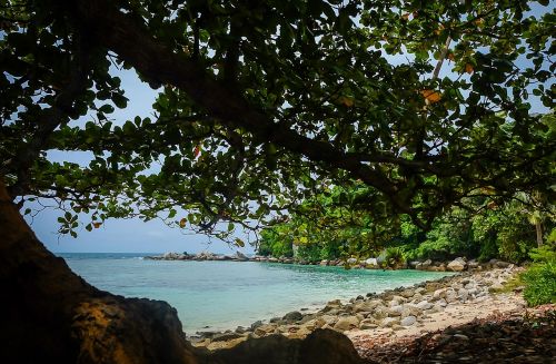 beach tree sea