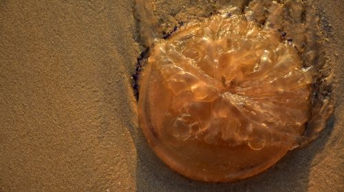 beach jellyfish sand