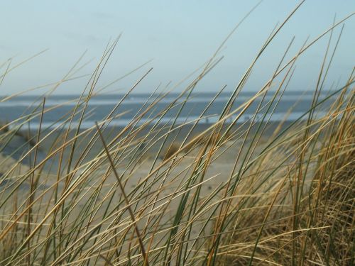 beach grass sea