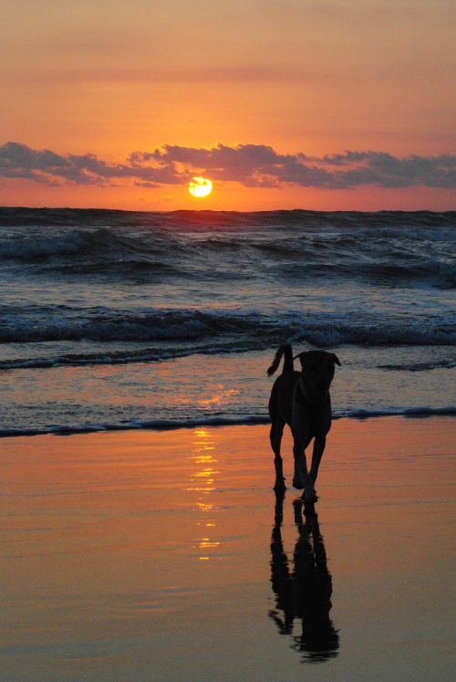 beach dog sunset
