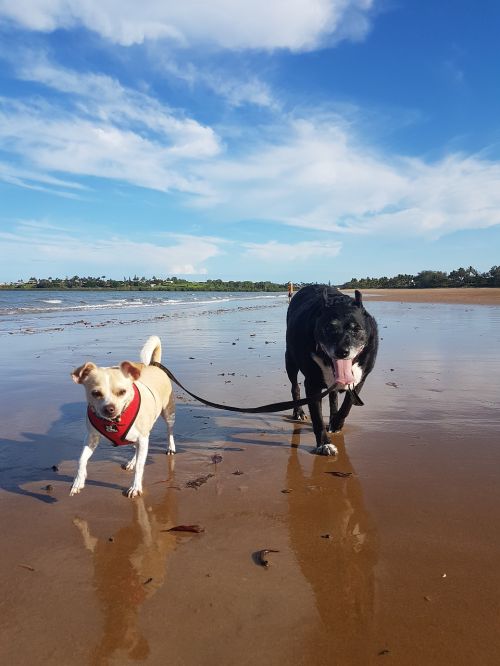 beach dogs sunny