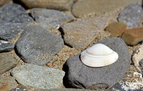 beach seashell summer