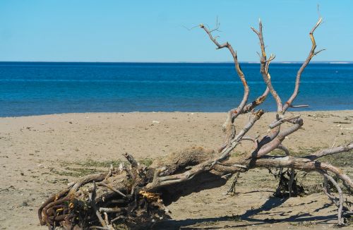 beach sea tree