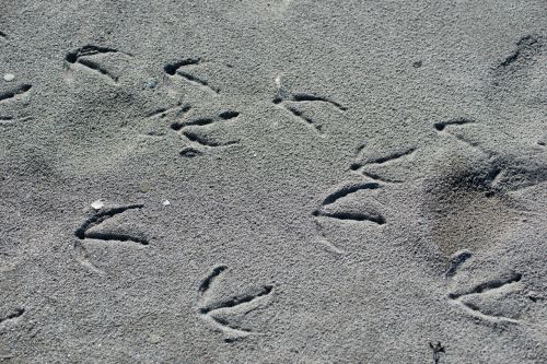 beach tracks in the sand footprints