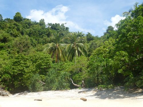 beach palm trees sea