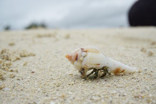 beach crab cancer