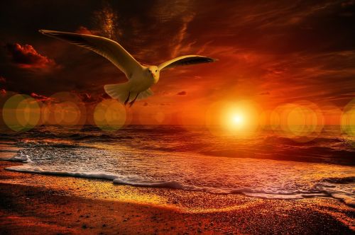 beach gull bird