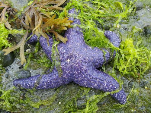 beach low tide starfish on beach