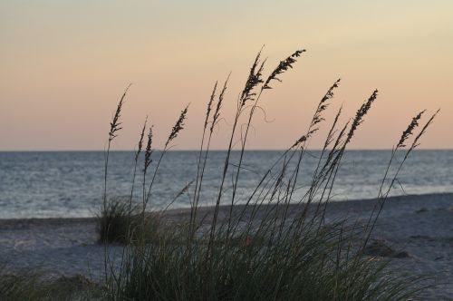 beach grass sand