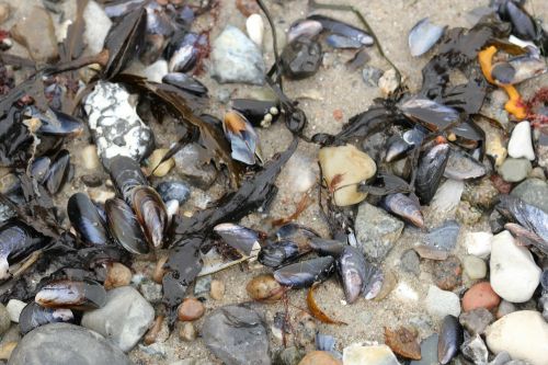 beach mussels sea