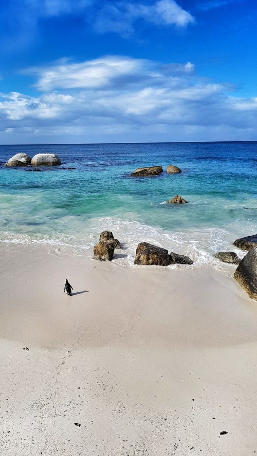 beach sea penguin