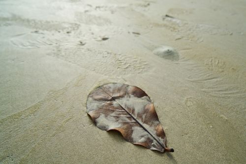 beach leaves marine