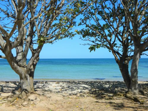 beach trees sea