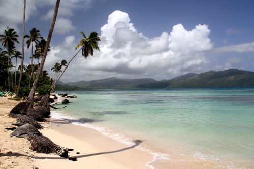 beach palm caribbean