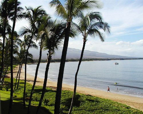 beach palms kihei