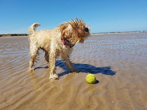 beach dog ball