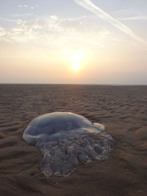 beach stranded jellyfish