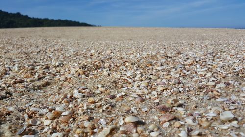 beach shells sky