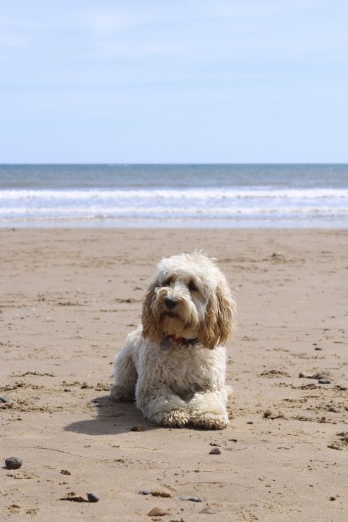 beach dog ball